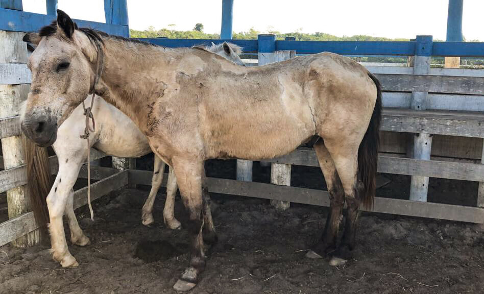 Operação da PRF recolhe 23 cavalos abandonados em rodovias do