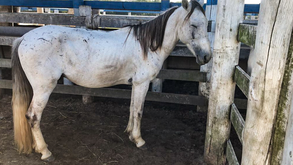 Operação da PRF recolhe 23 cavalos abandonados em rodovias do